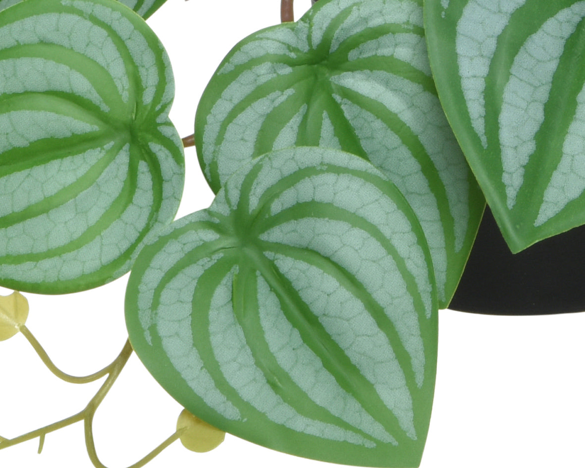 Small potted plants with variegated leaves