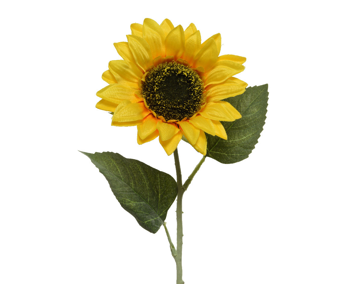 Sunflower stem