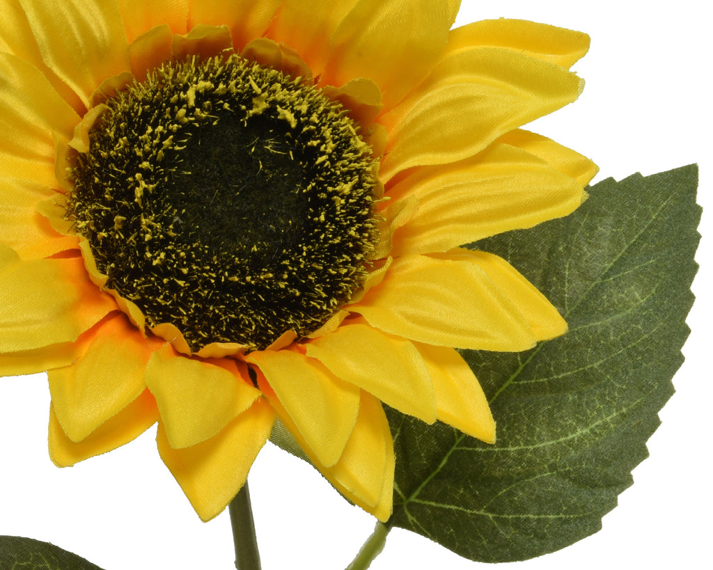 Sunflower stem