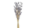 Lilac bunny tails bunch