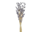 Lilac bunny tails bunch