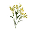 Yellow jasmine spray