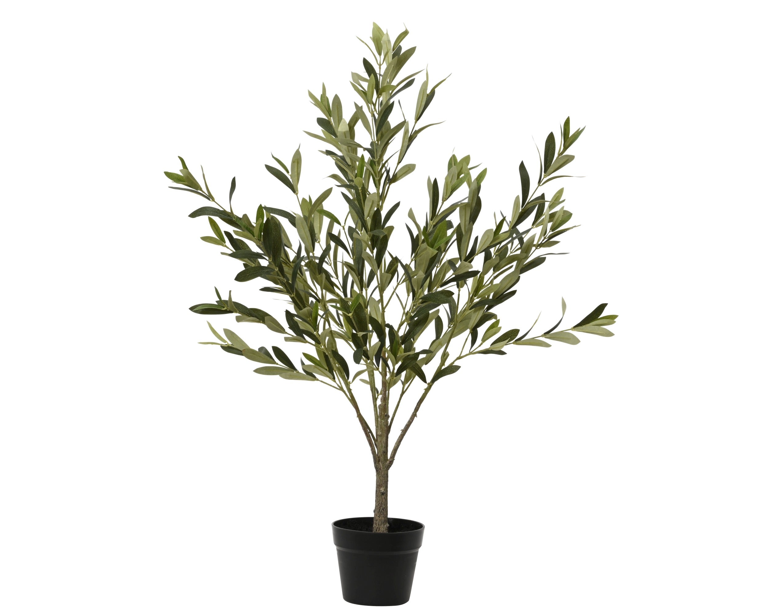 Potted olive tree