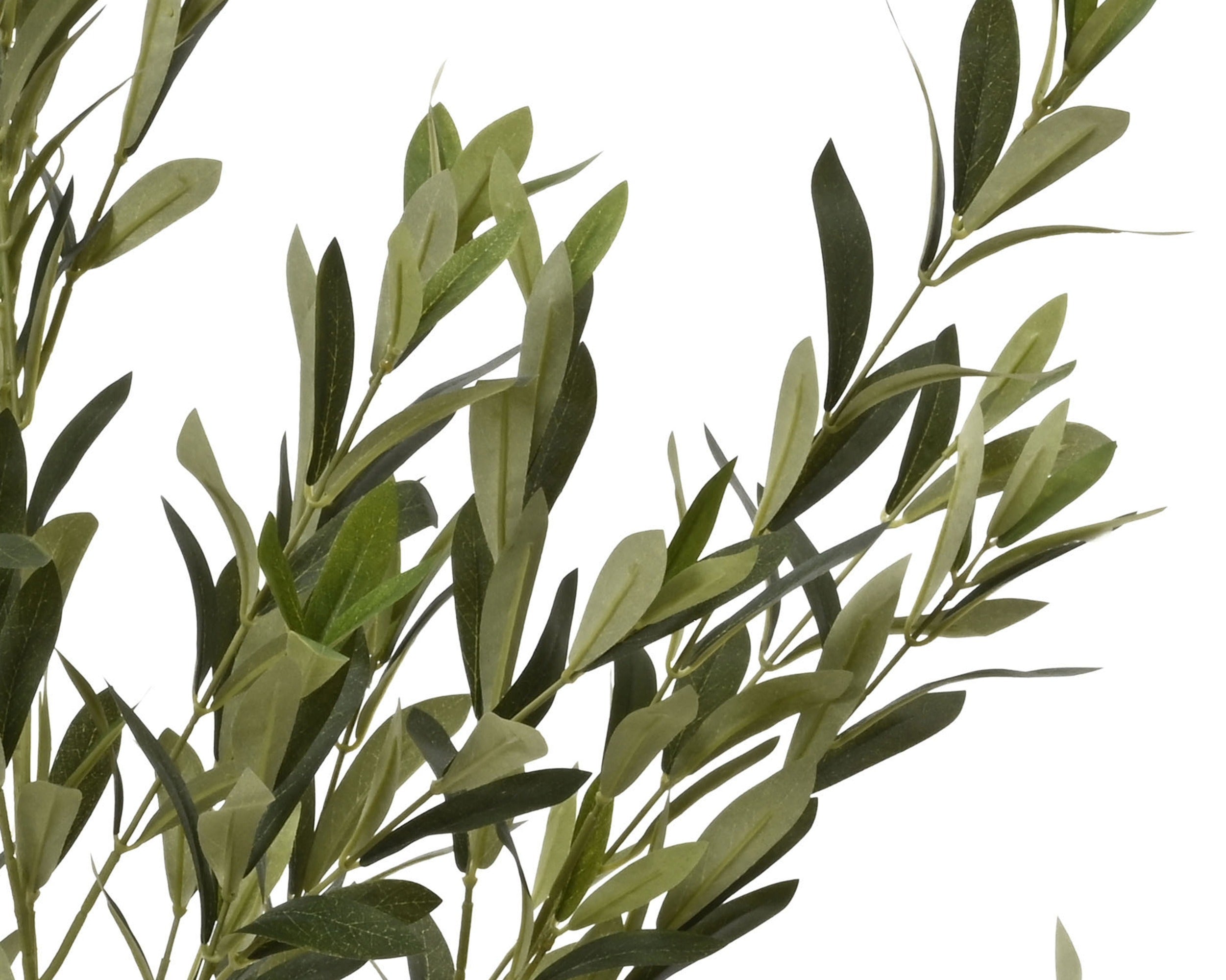 Potted olive tree