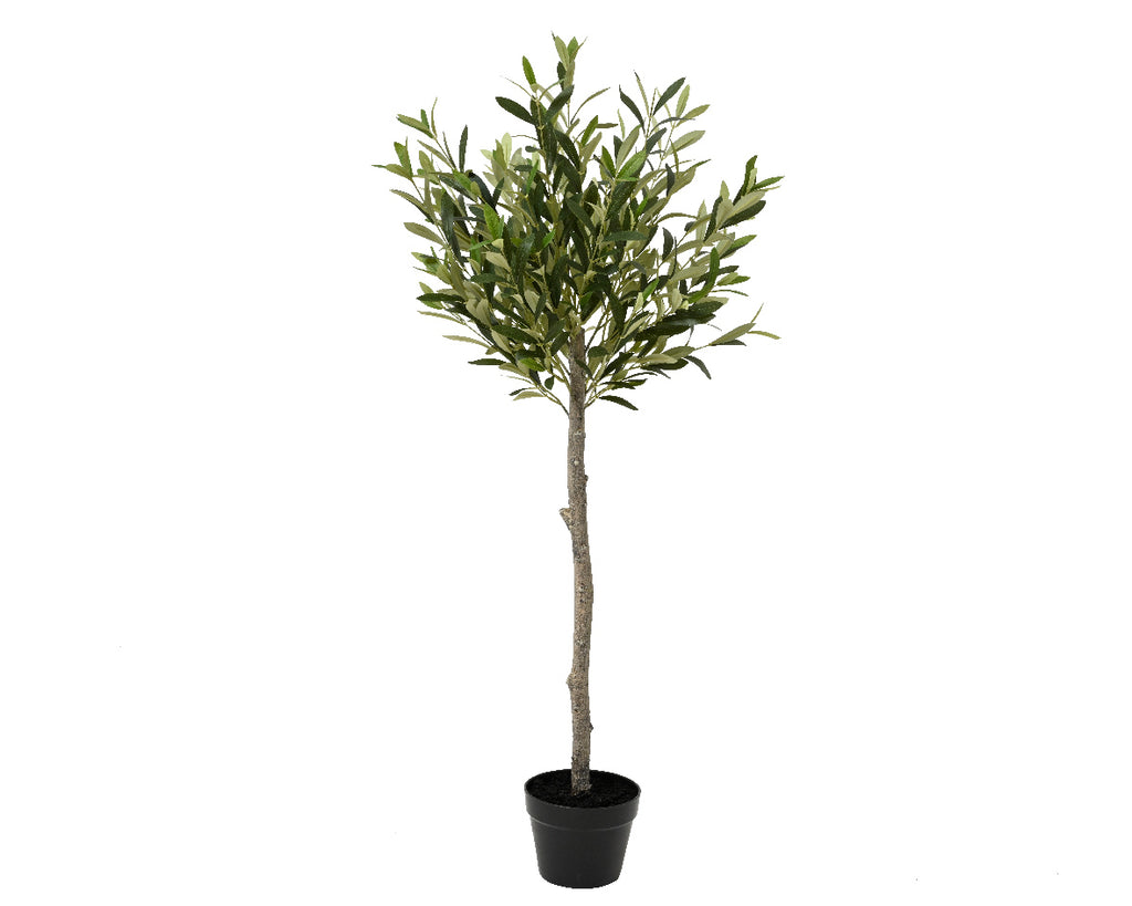 Olive tree in pot (120cmH)