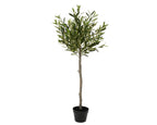 Olive tree in pot (120cmH)