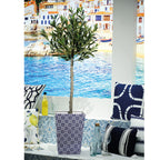 Olive tree in pot (120cmH)
