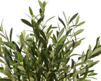 Olive tree in pot (120cmH)