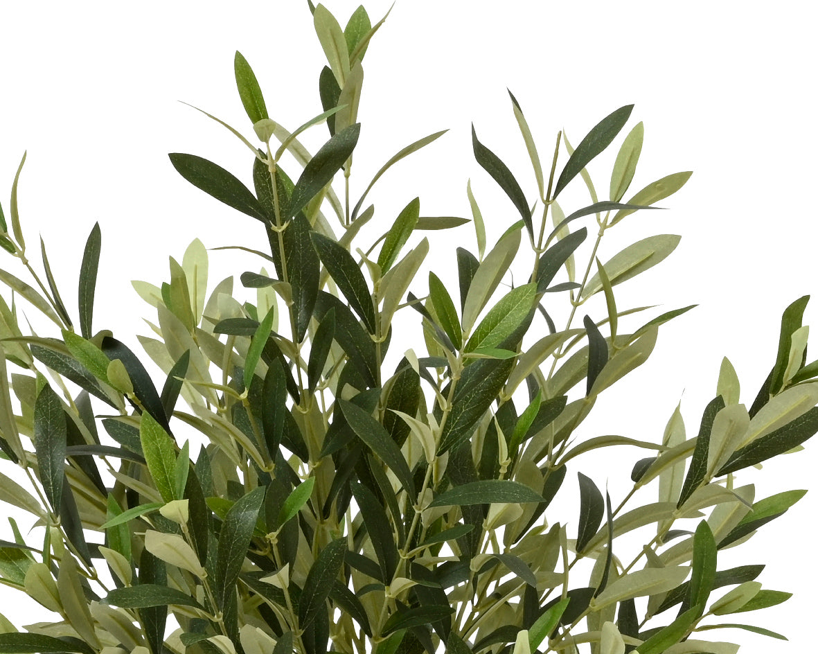 Olive tree in pot (120cmH)