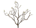 Magnolia bud branch