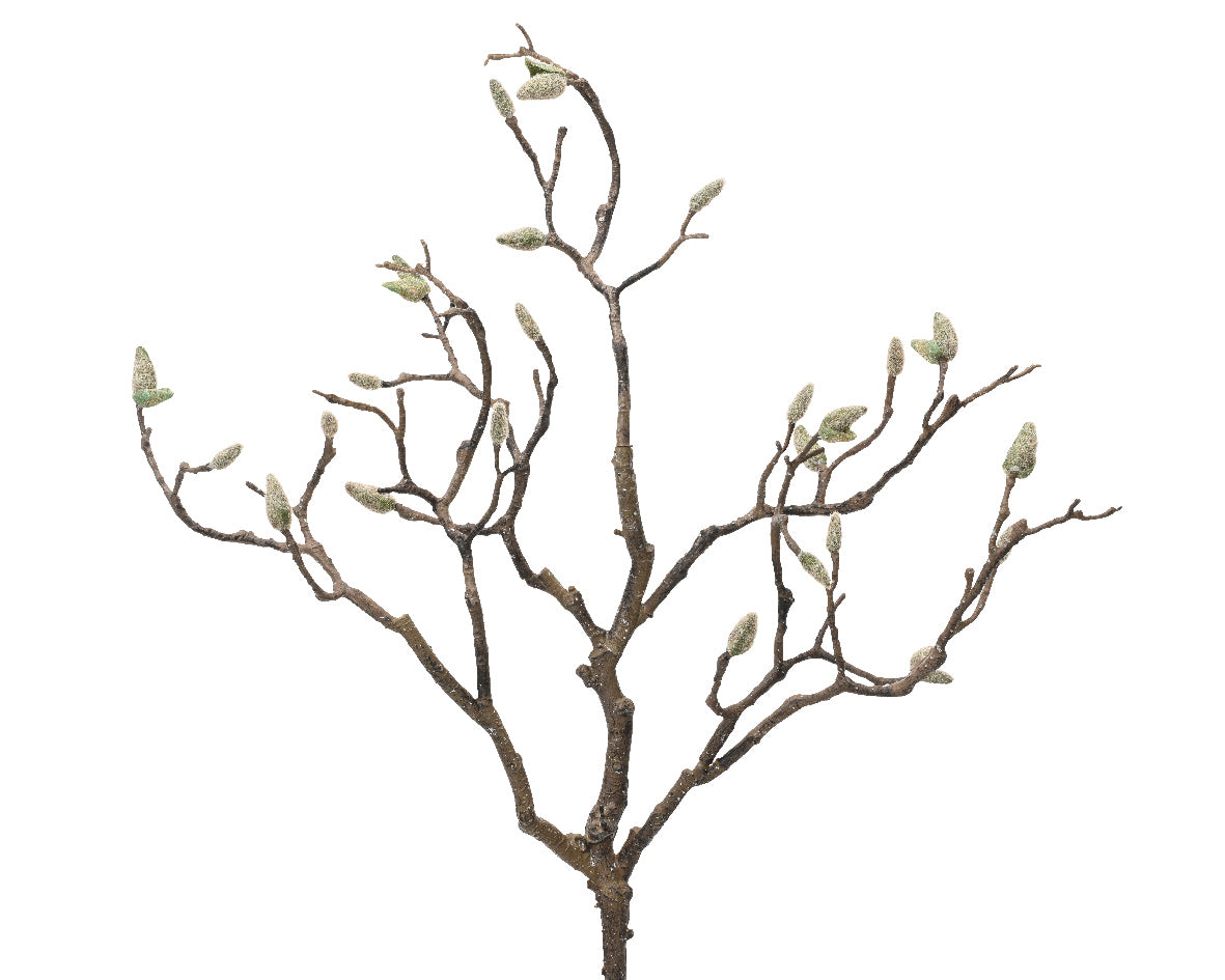 Magnolia bud branch