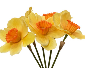 Daffodil bundles (3 Styles)