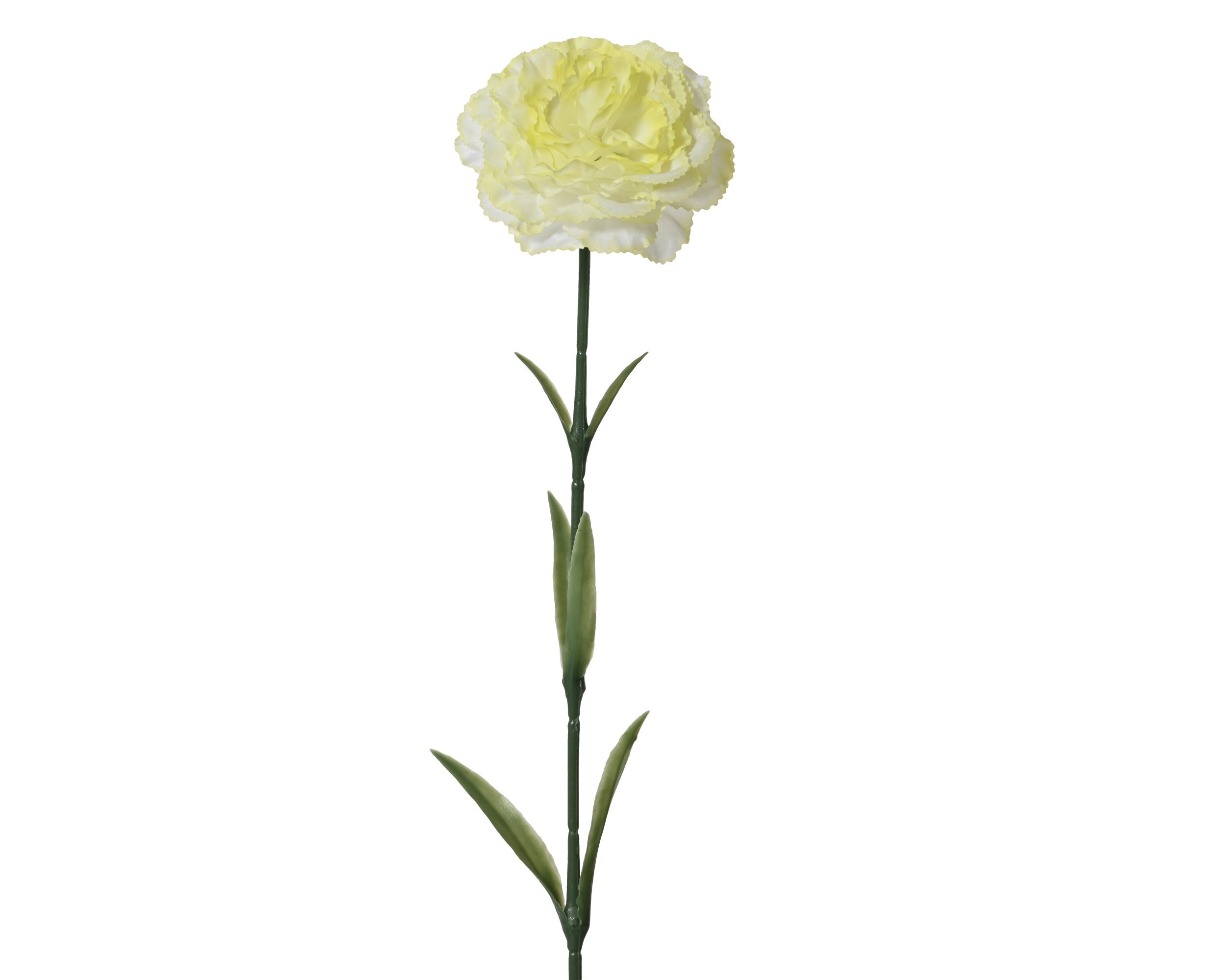 Buttermilk carnation on stem