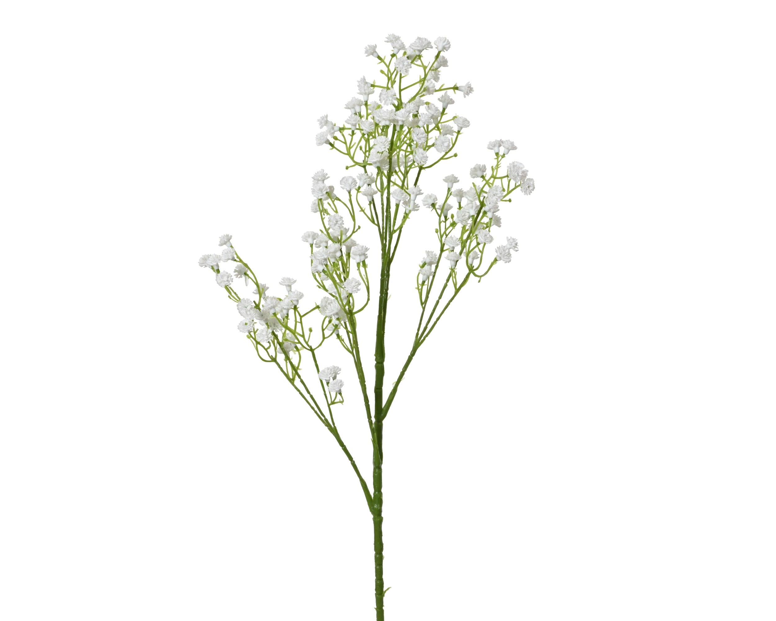 Gypsophylla spray