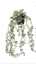 Potted trailing plant