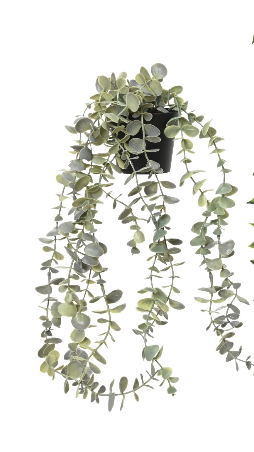 Potted trailing plant
