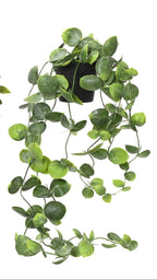 Potted trailing plant