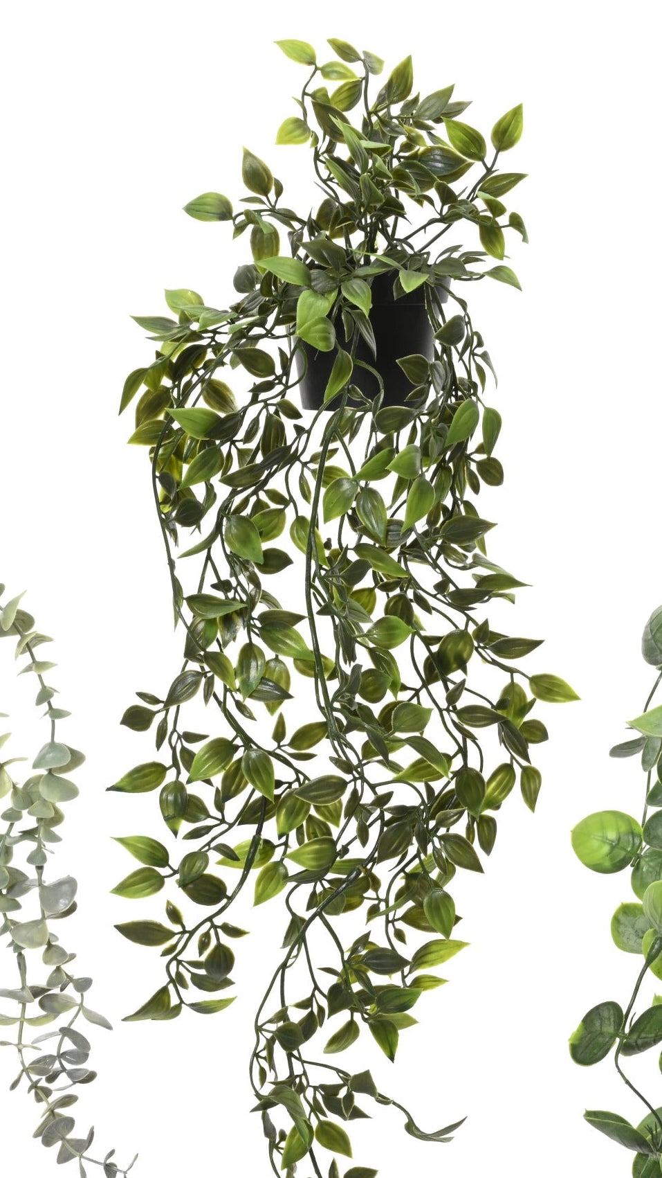 Potted trailing plant
