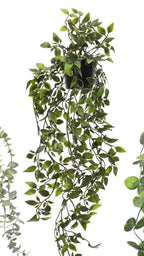Potted trailing plant