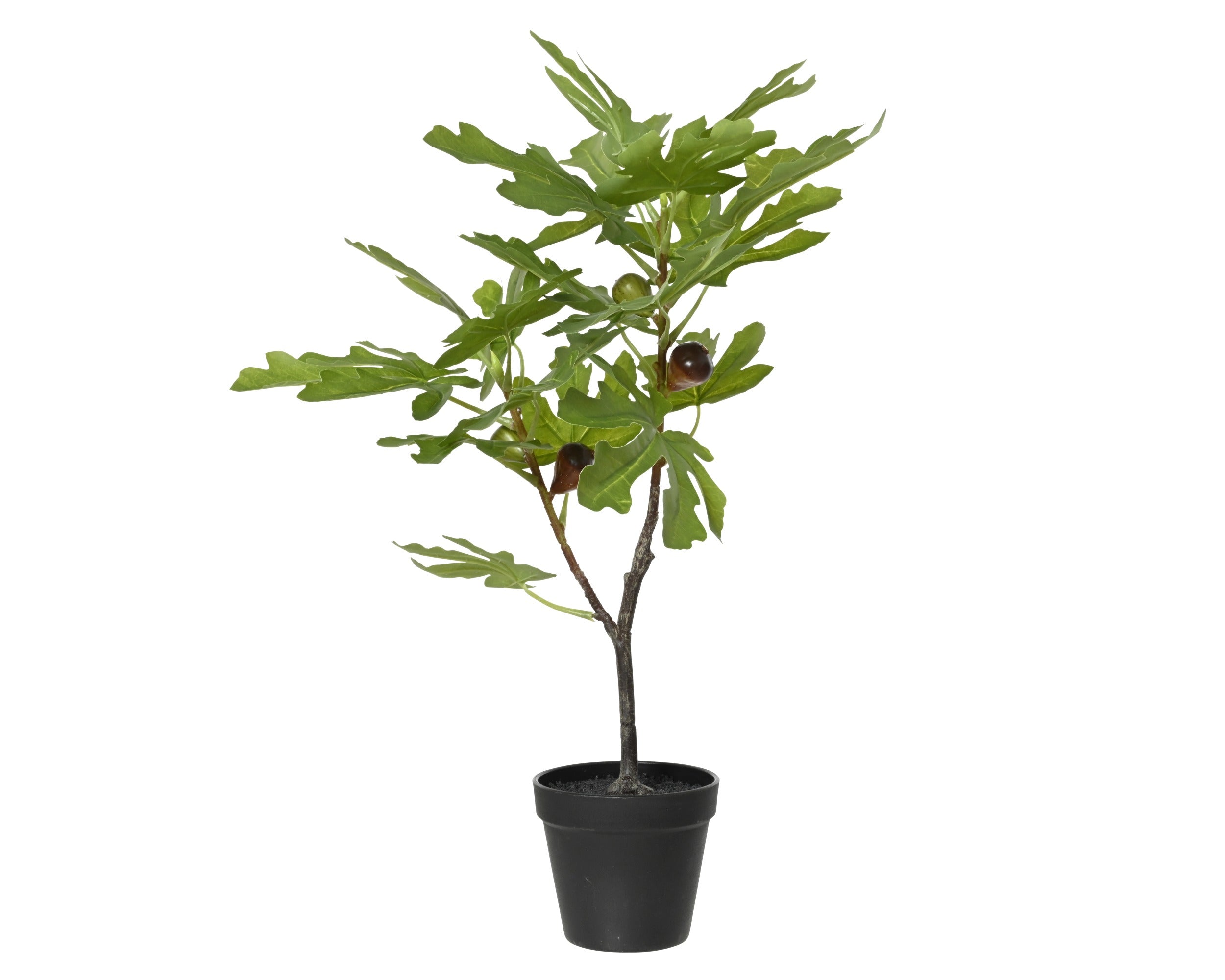 Potted fig tree (60cmH)