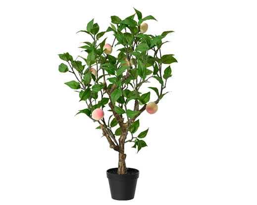 Peach plant in pot