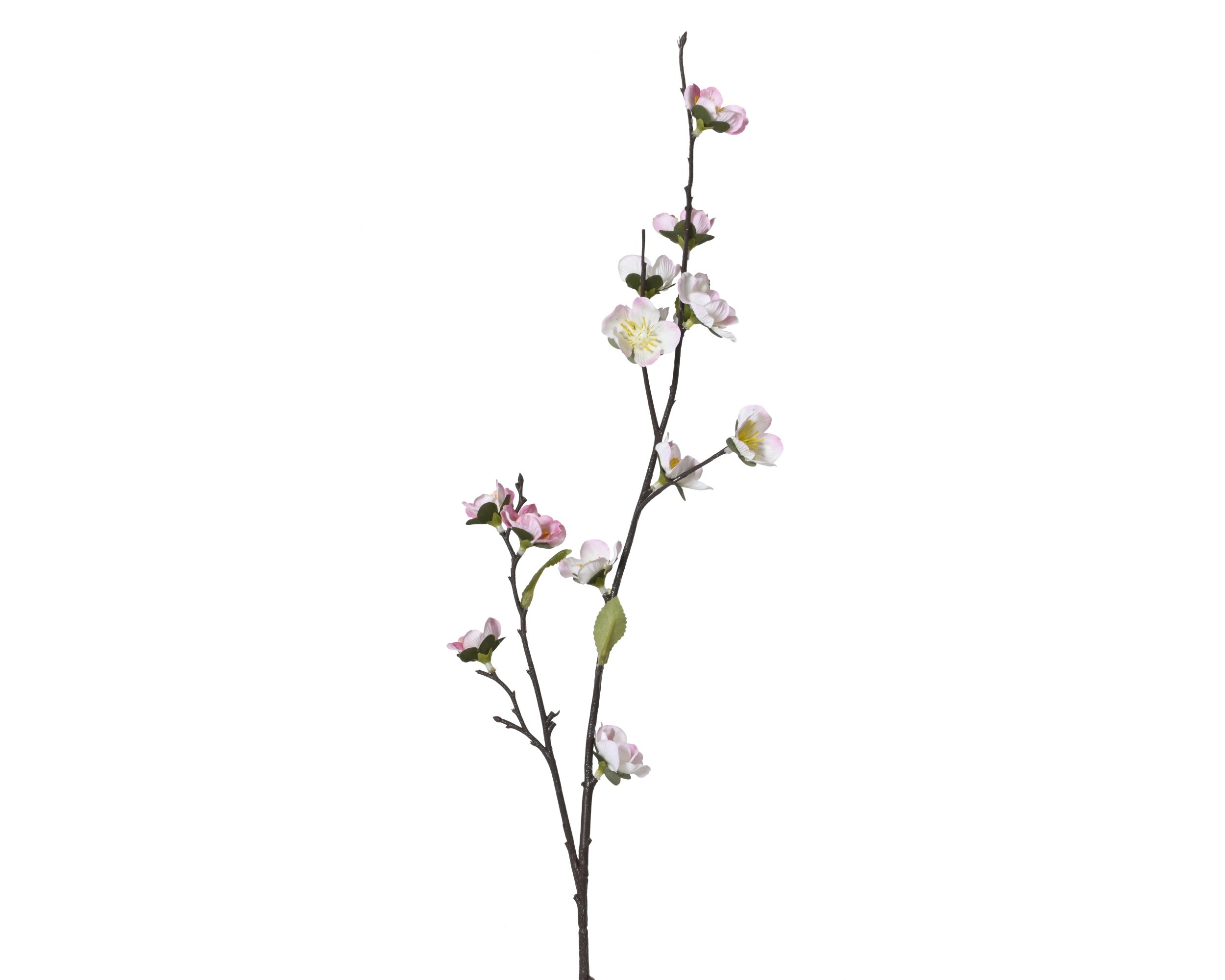 Cherry blossom with leaves on stem