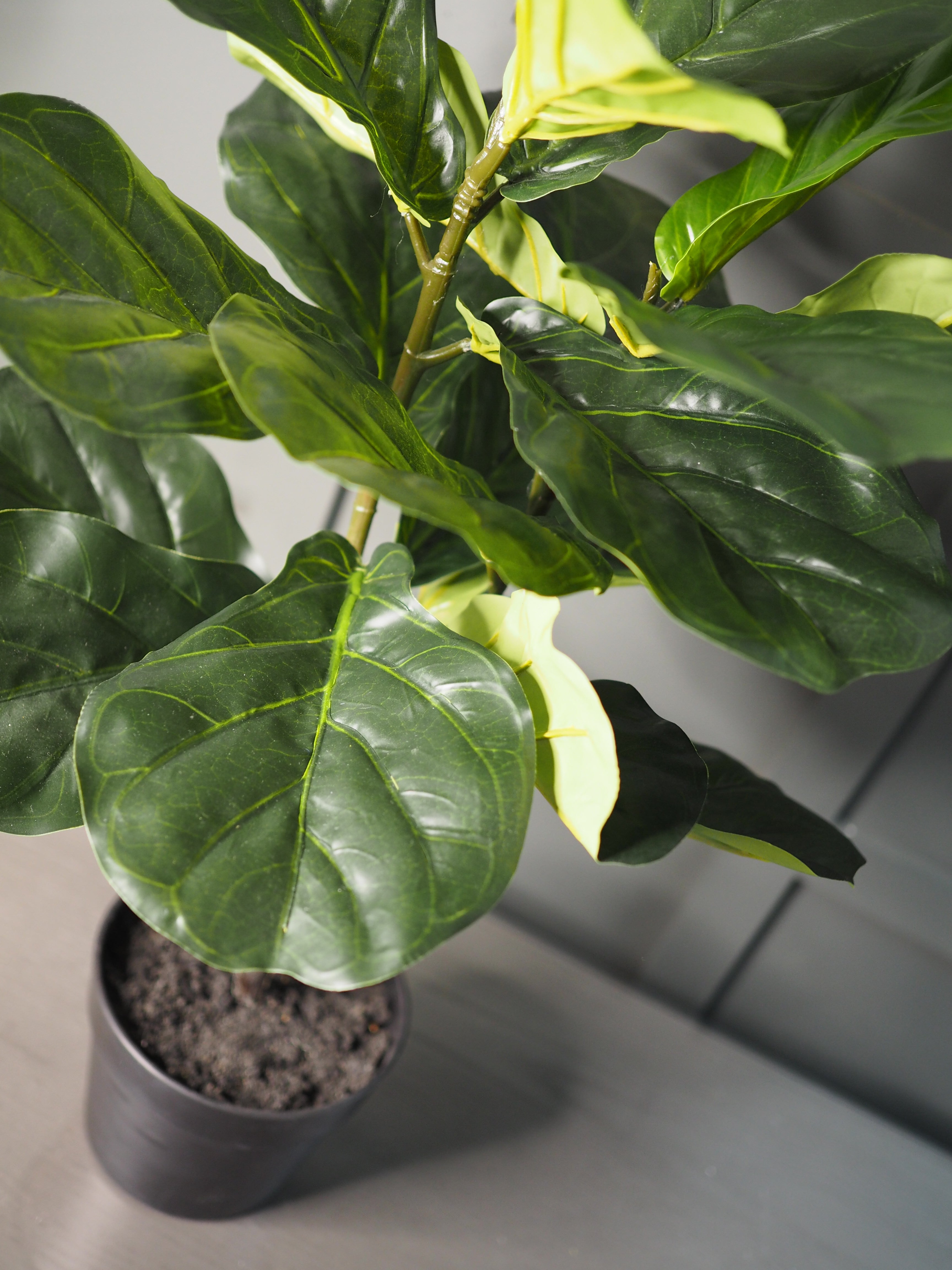 Fig tree in pot