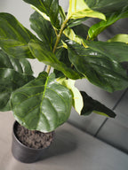 Fig tree in pot