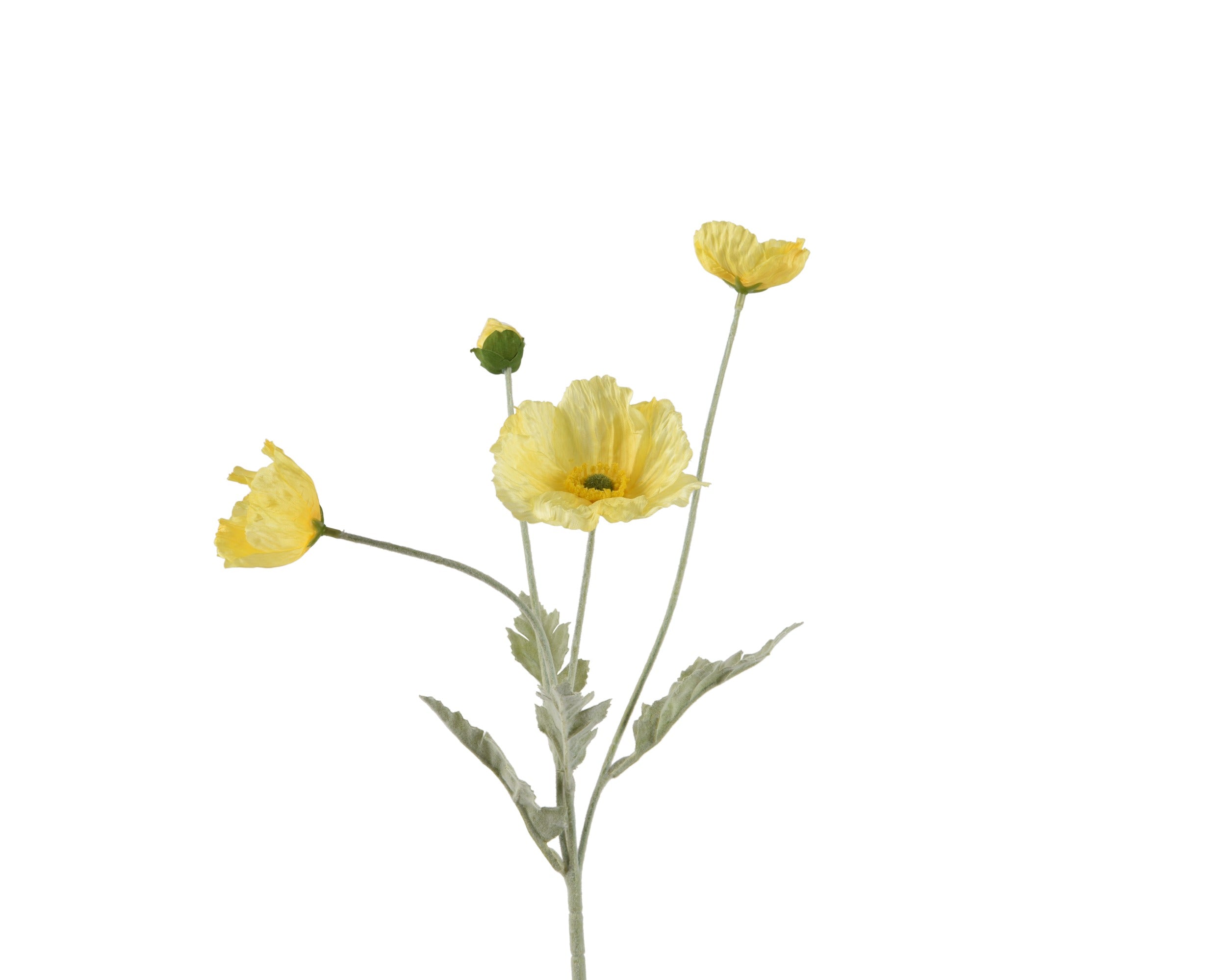 Yellow poppy spray
