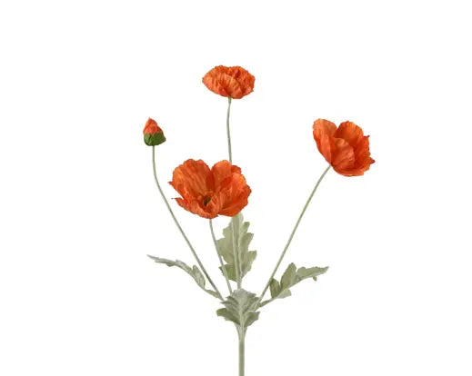 Orange poppy spray