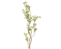 Tall cosmos spray
