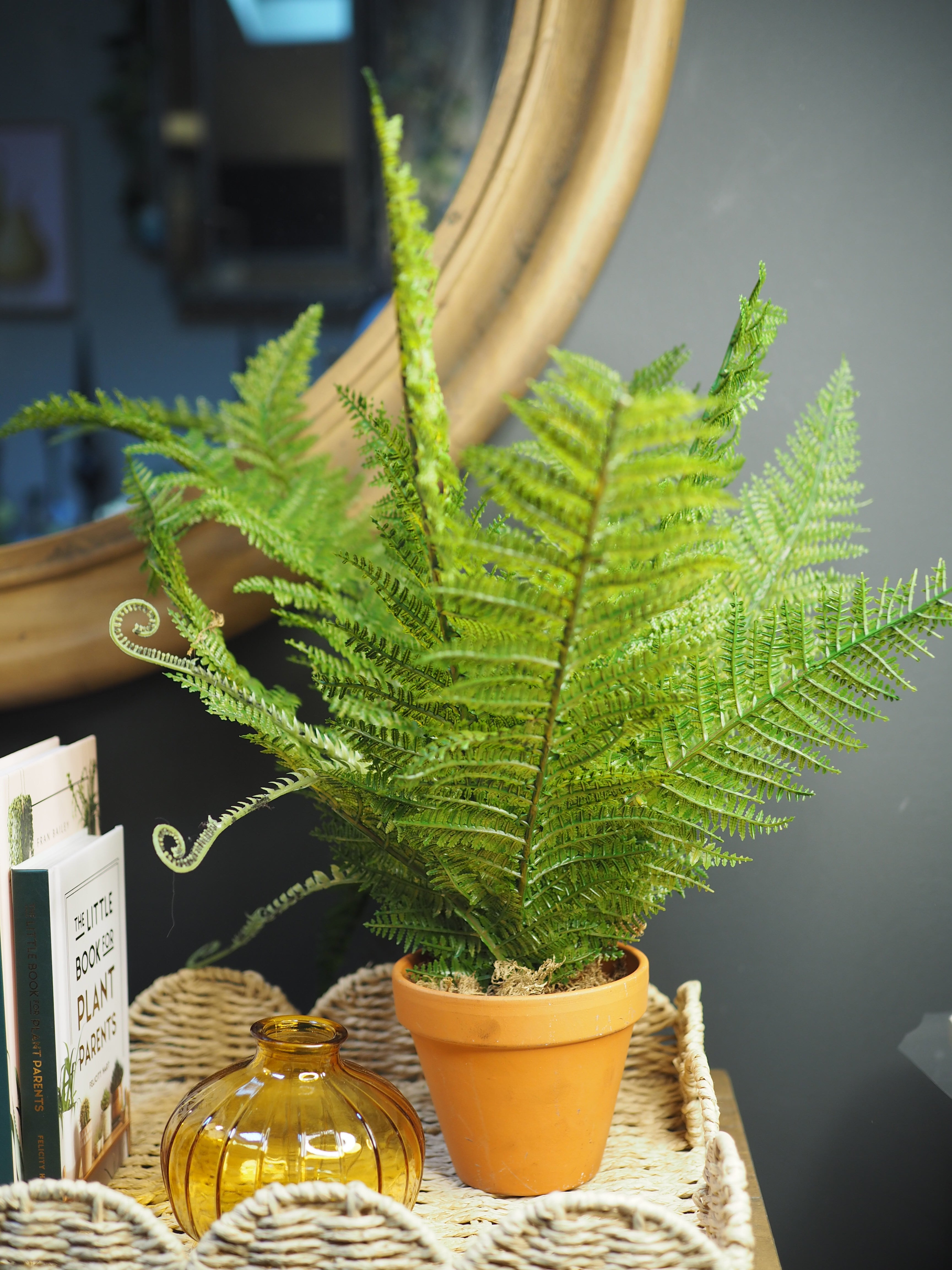 Potted boston fern plant