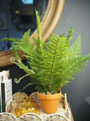 Potted boston fern plant