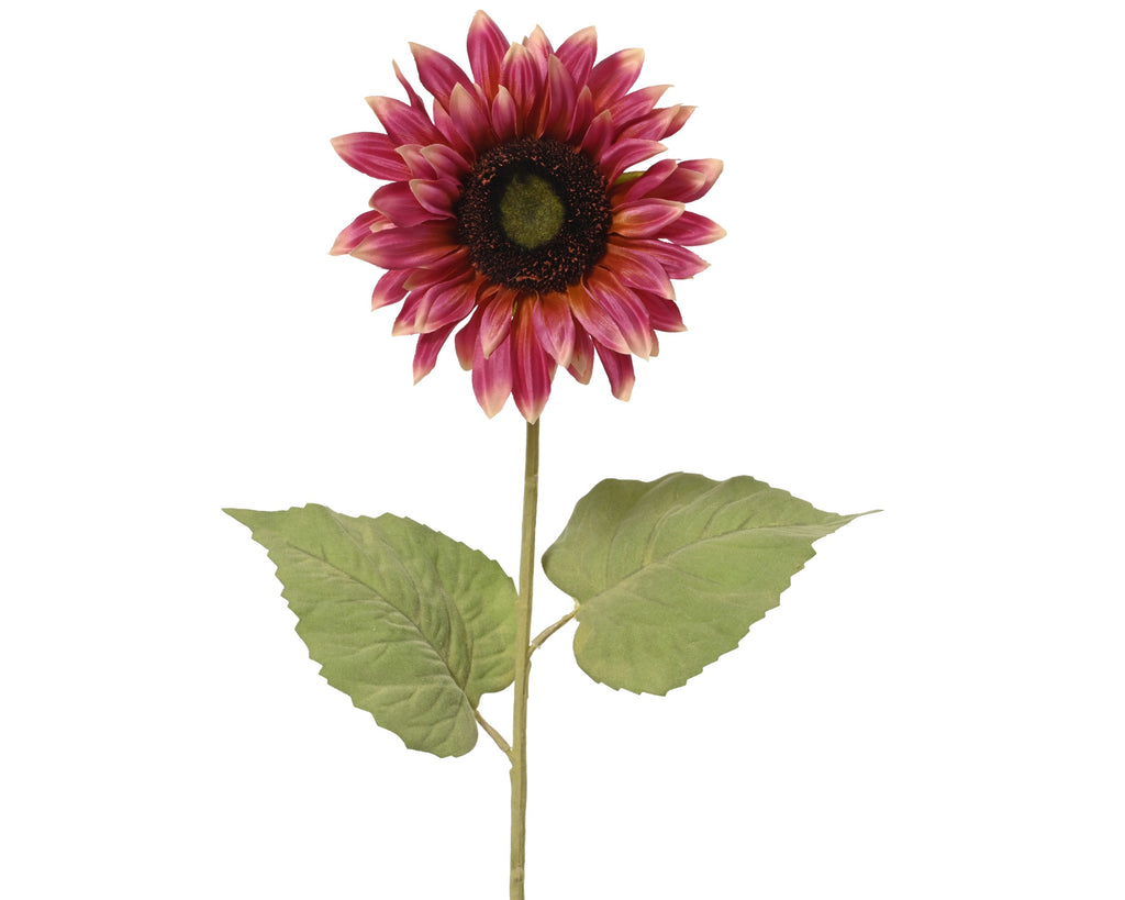 Fuschia pink sunflower