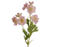 Pink bellflower blossom (Copy)