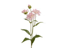 Pink nigella damascena spray