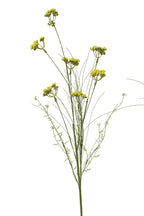 Helichrysum italicum spray