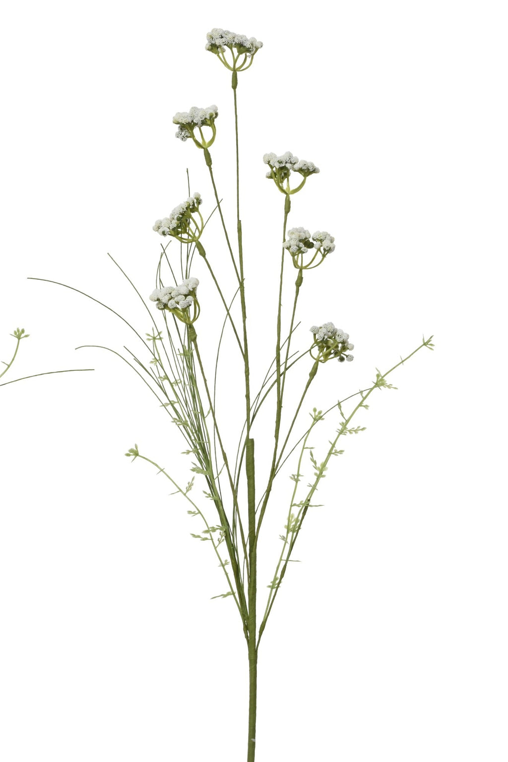 Helichrysum italicum spray
