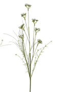 Helichrysum italicum spray