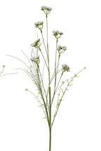Helichrysum italicum spray