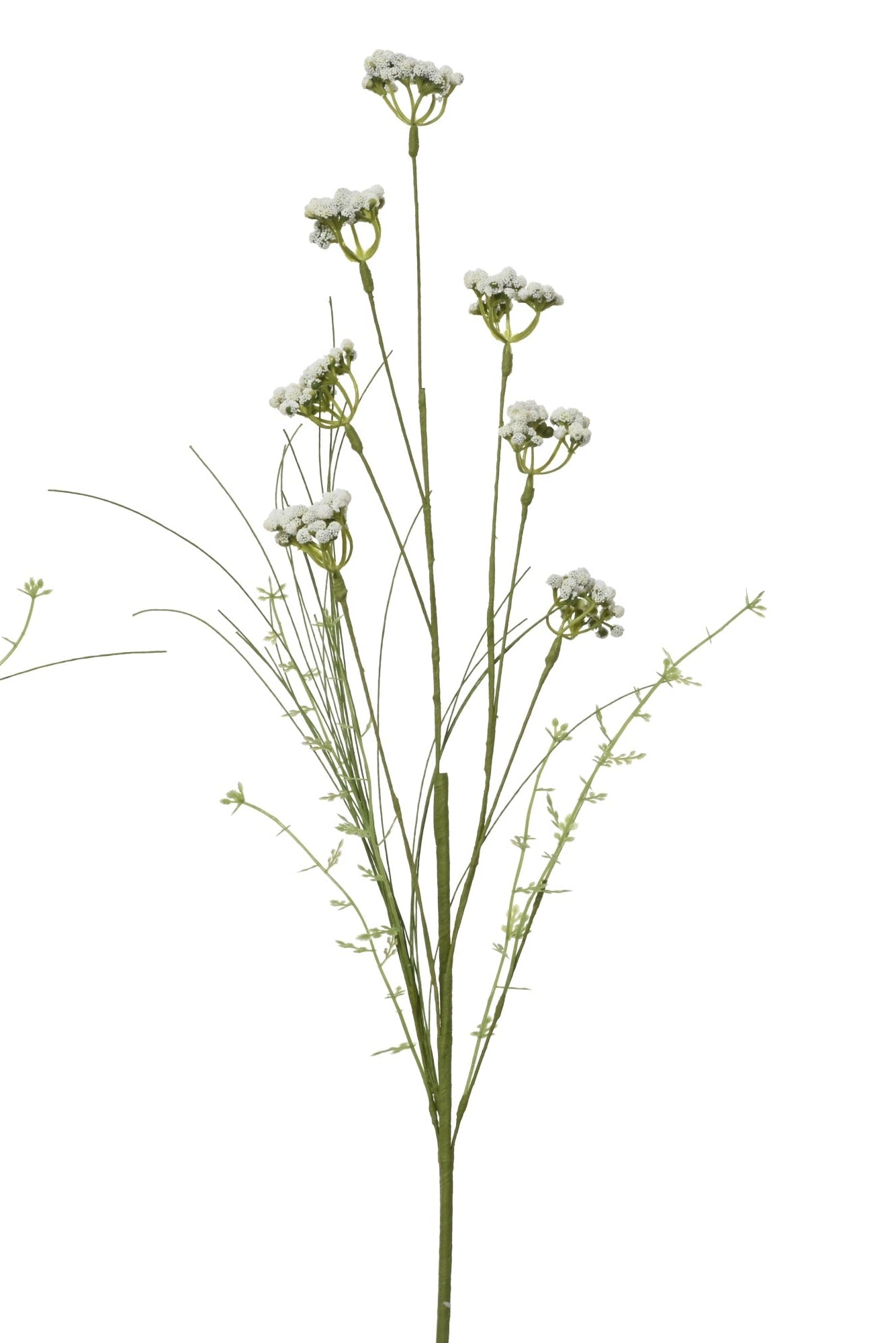 Helichrysum italicum spray