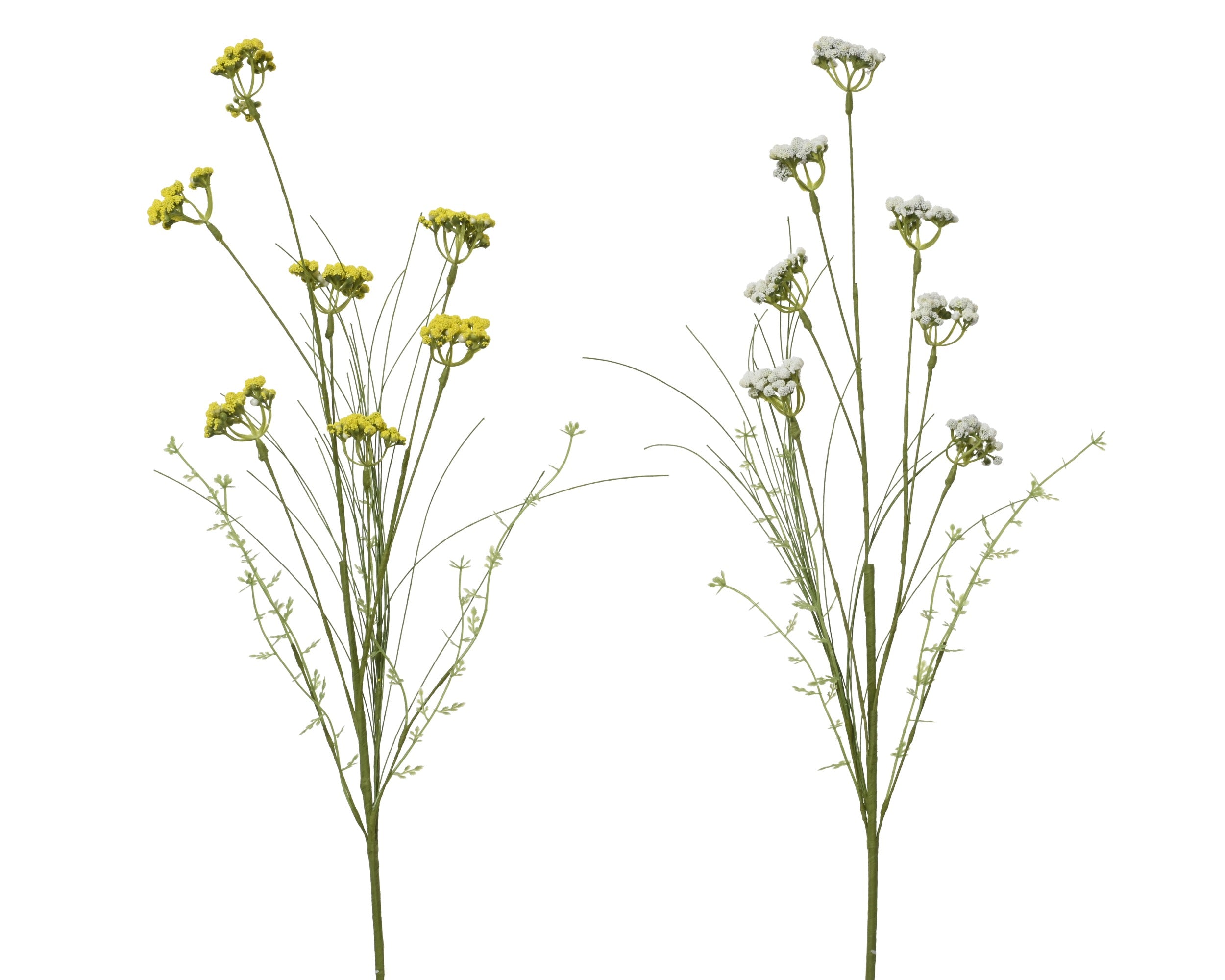 Helichrysum italicum spray