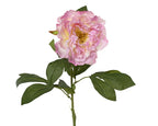 Pink peony stem