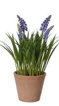 Two potted plants with purple and white flowers on a white background