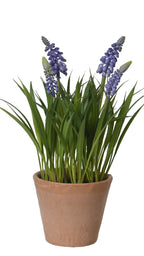 Two potted plants with purple and white flowers on a white background