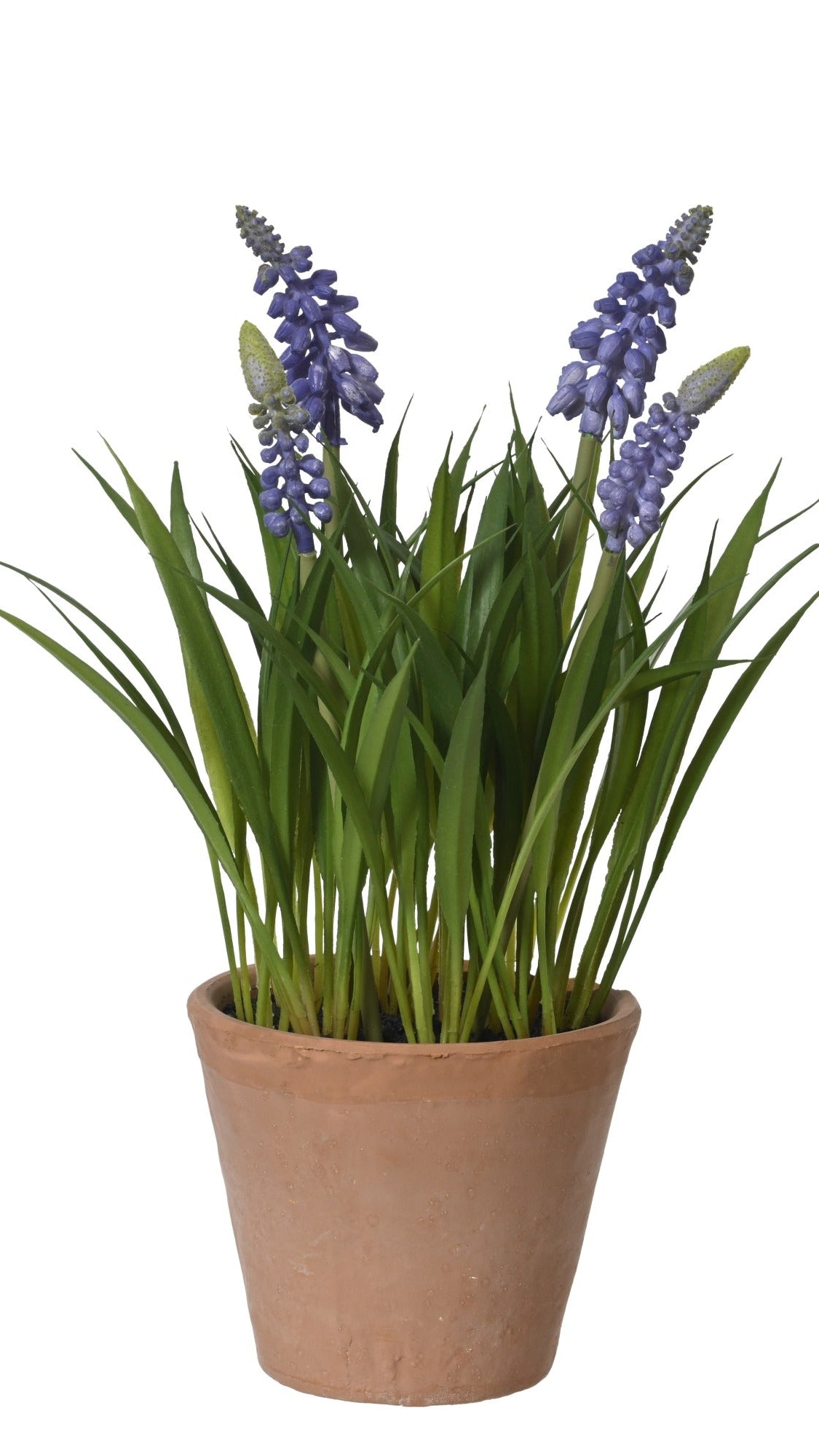 Two potted plants with purple and white flowers on a white background