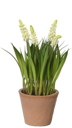 Two potted plants with purple and white flowers on a white background