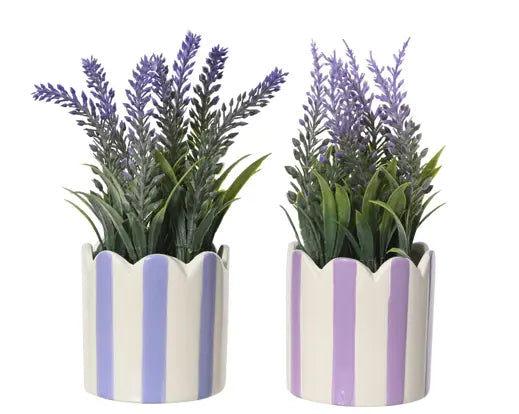 Lavender plants in striped pot