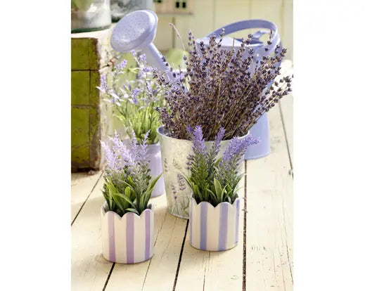 Lavender plants in striped pot