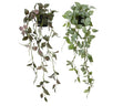 Trailing potted fittonia plant